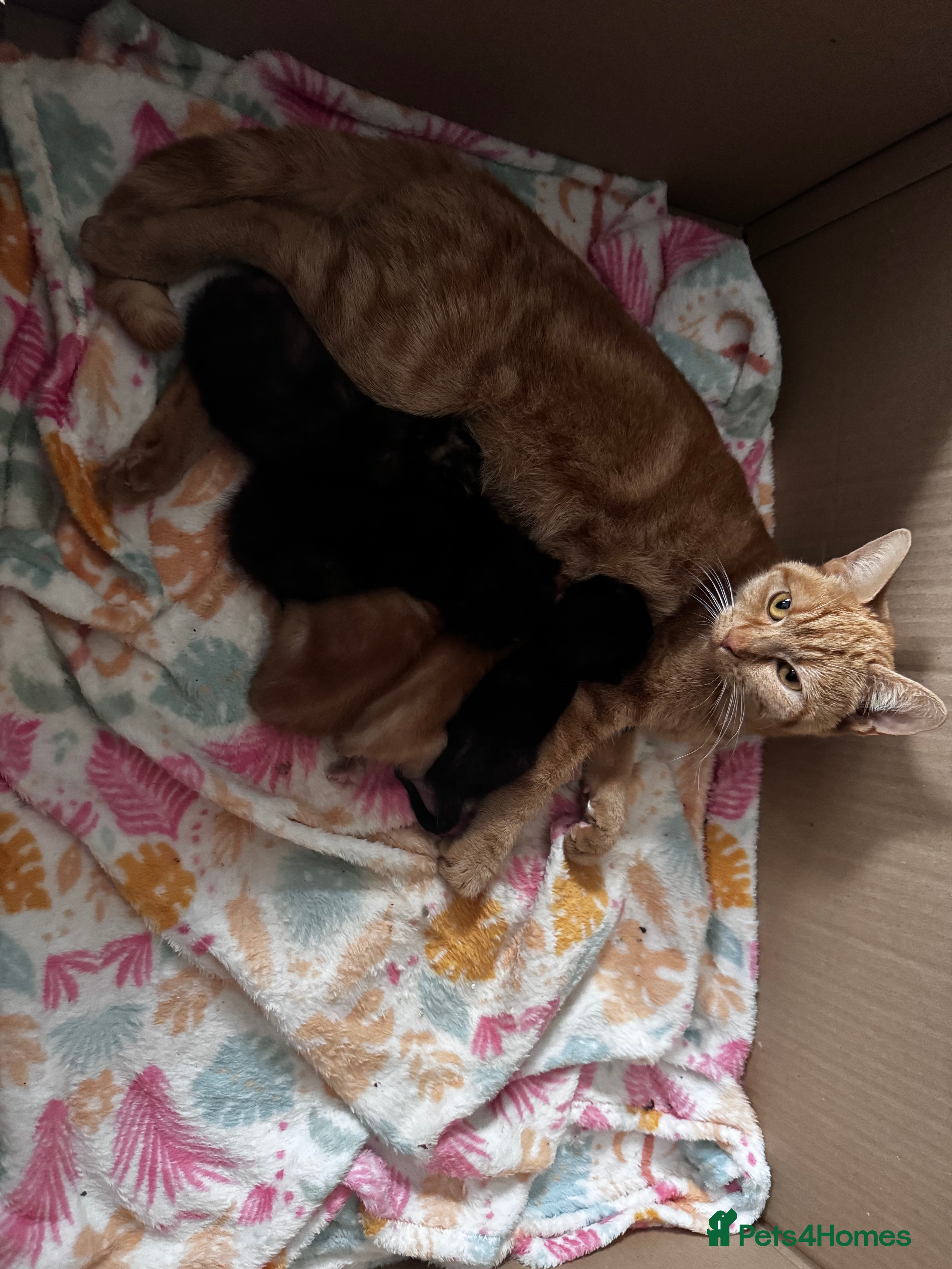 Mixed Breed cats Kittens for sale - Advert 14