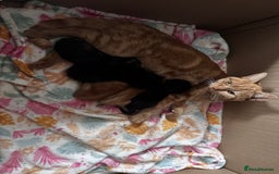 Mixed Breed cats for sale: Kittens for sale - Image 1