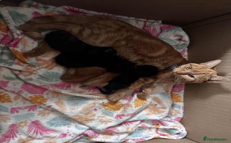 Mixed Breed cats - Advert 5