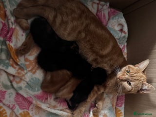 Mixed Breed cats for sale - Advert 1