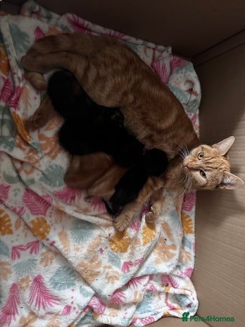 Mixed Breed cats - Advert 5