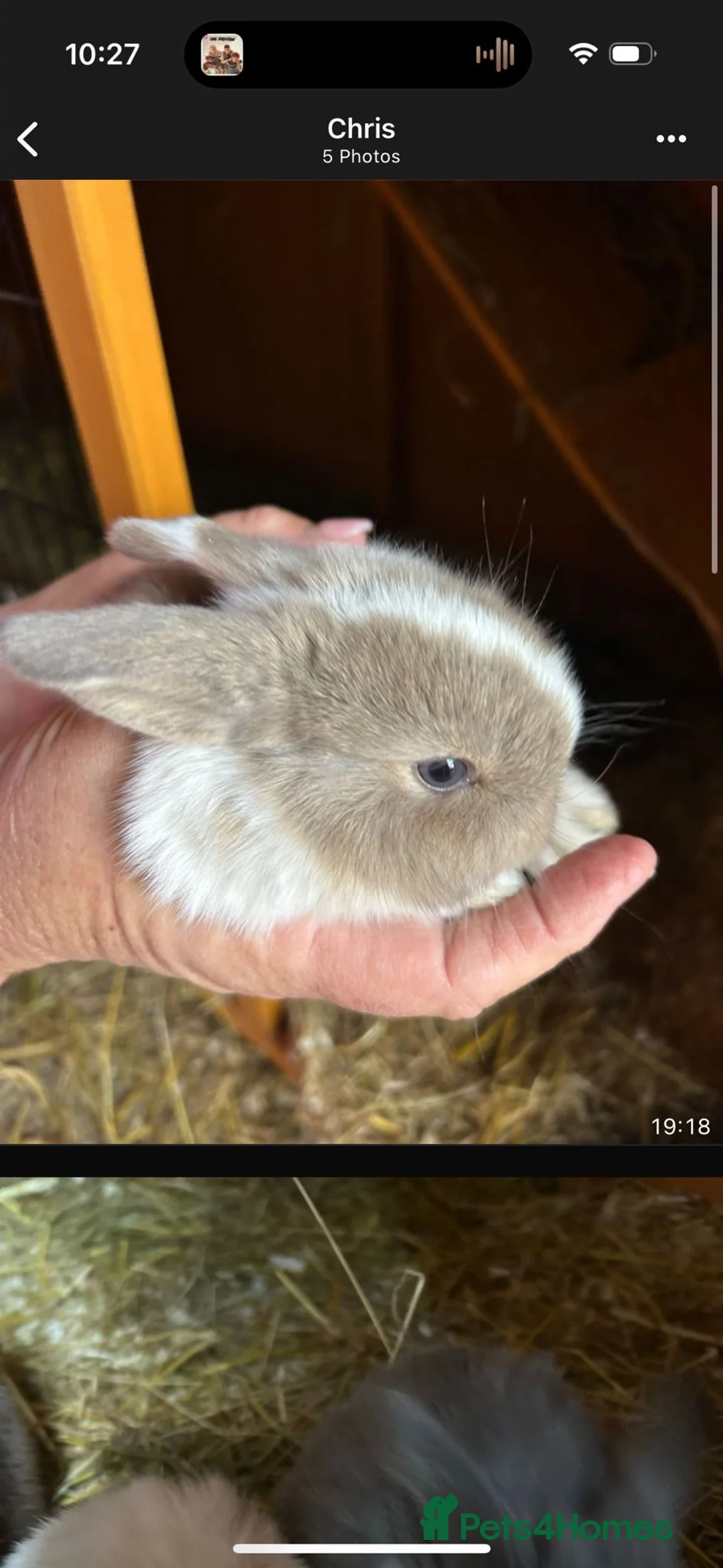 Mini Lop rabbits for sale: Beautiful mini lops - Advert 3