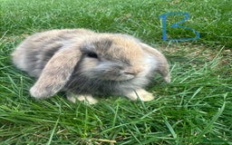 Mini Lop rabbits for sale: Mini Lop Rabbits For Sale  - Image 4
