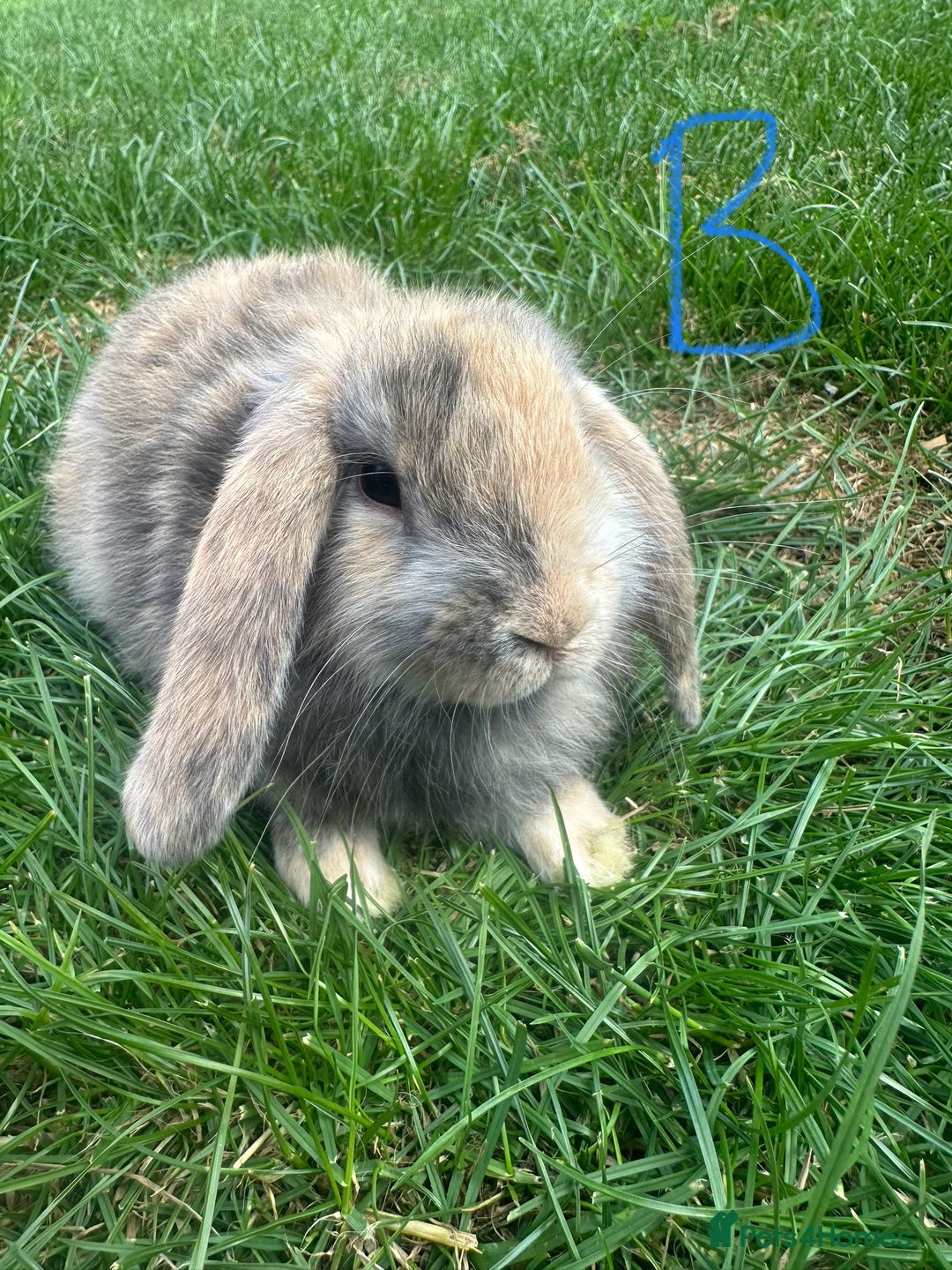 Mini Lop rabbits for sale: Mini Lop Rabbits For Sale  - Image 4