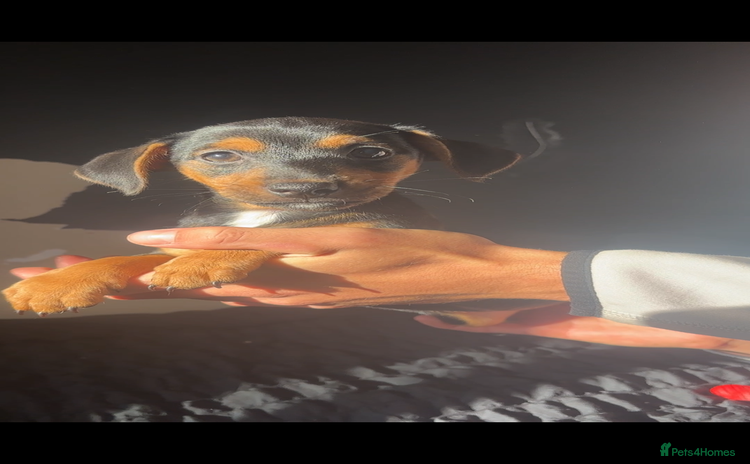 Jack Russell dogs - Advert 2