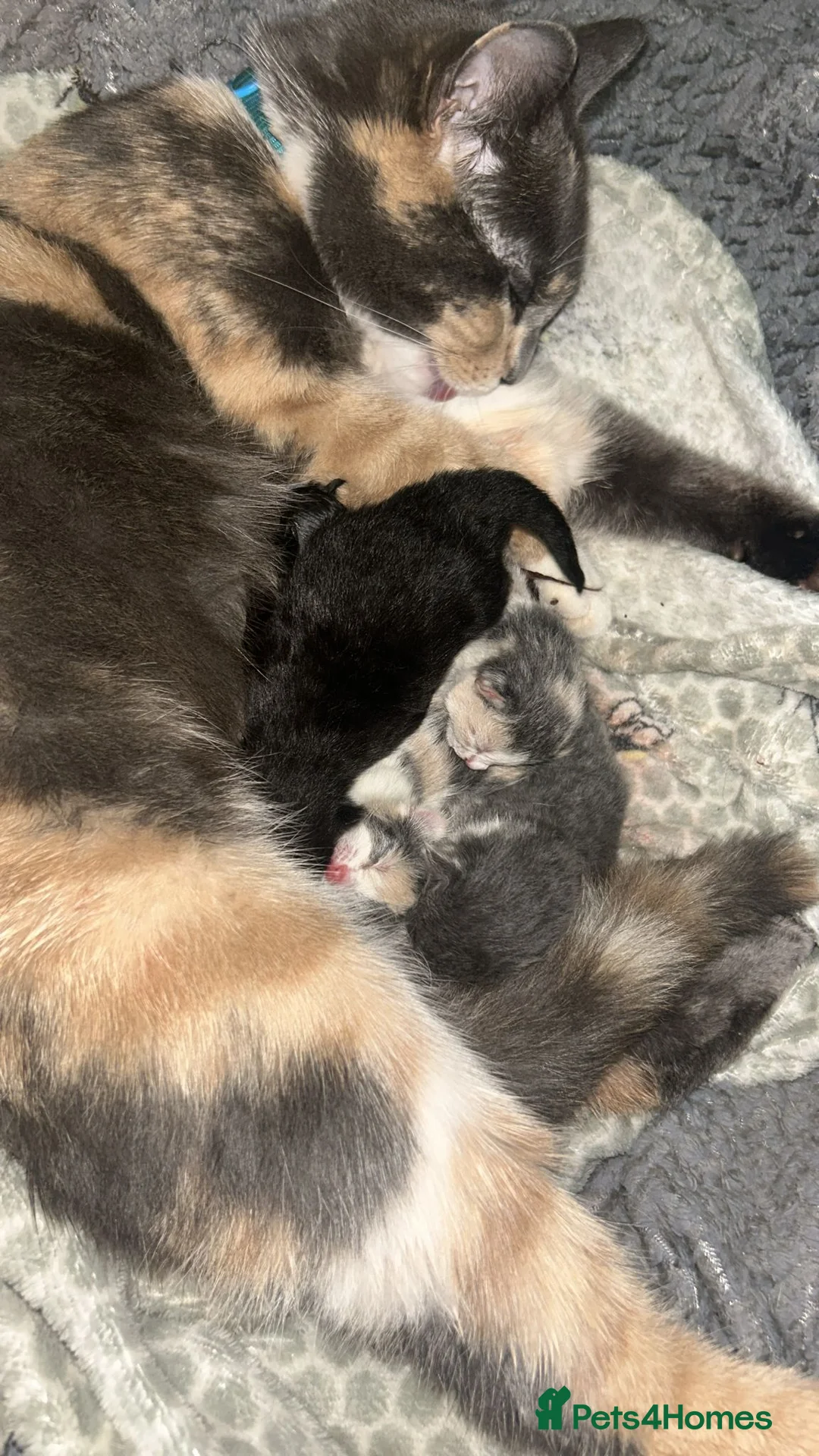 British Shorthair cats for sale: Adorable Kittens Looking for Loving Homes in Macclesfield - Advert 7
