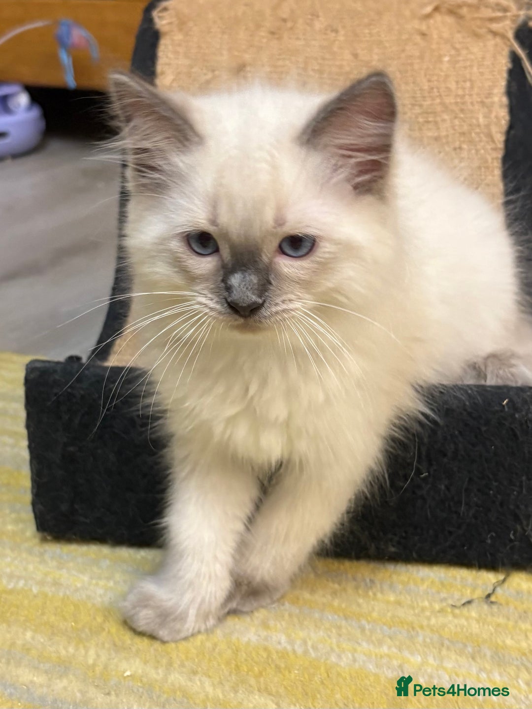 Ragdoll cats for sale: GCCF REGISTERED RAGDOLL KITTENS. 4  BOYS - Image 14