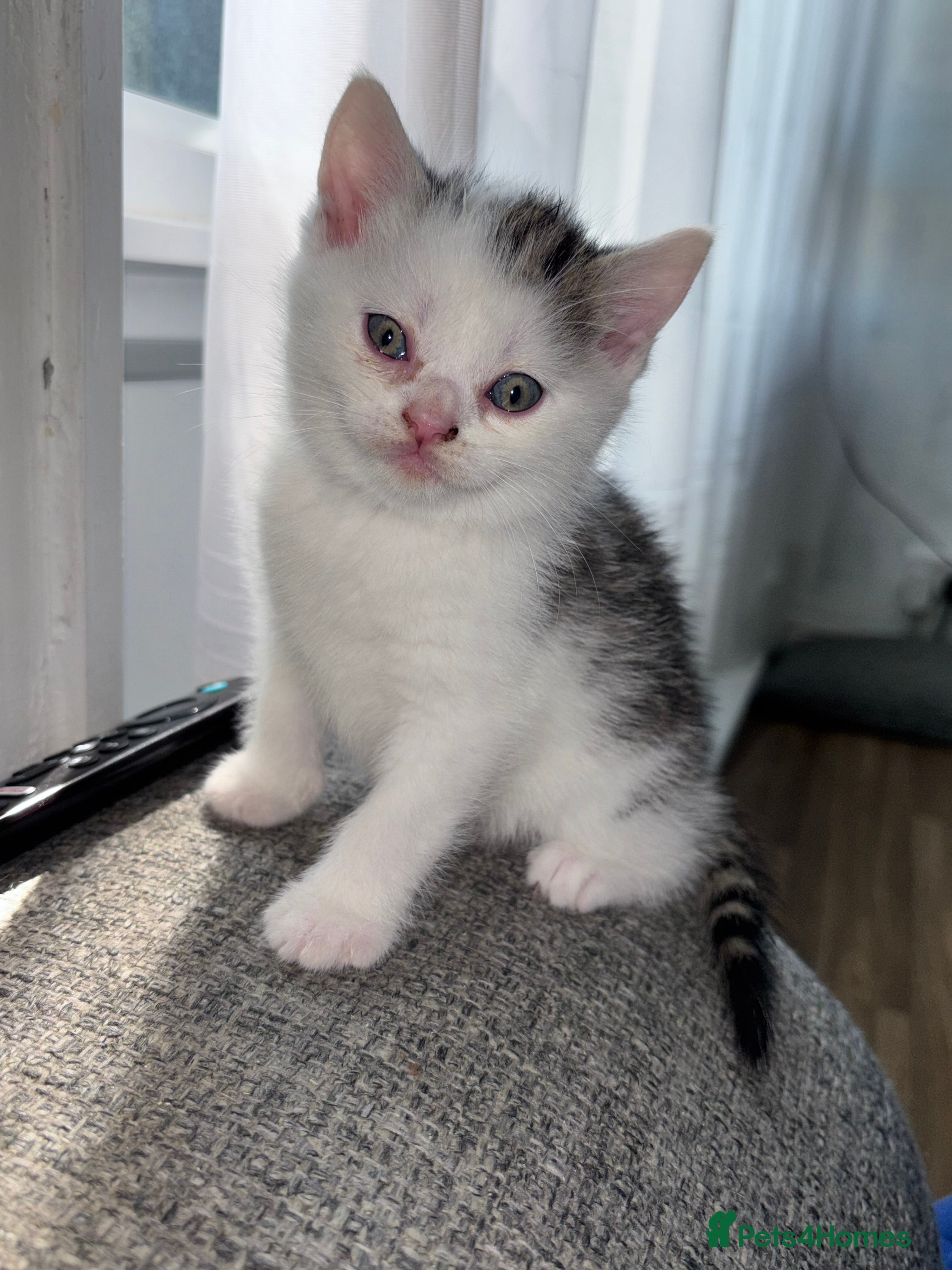 Mixed Breed cats British Short Hair X Bengal Mix Kittens  - Advert 18