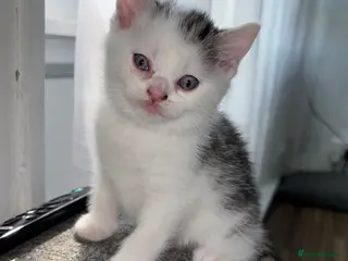 Mixed Breed cats British Short Hair X Bengal Mix Kittens - Advert 18