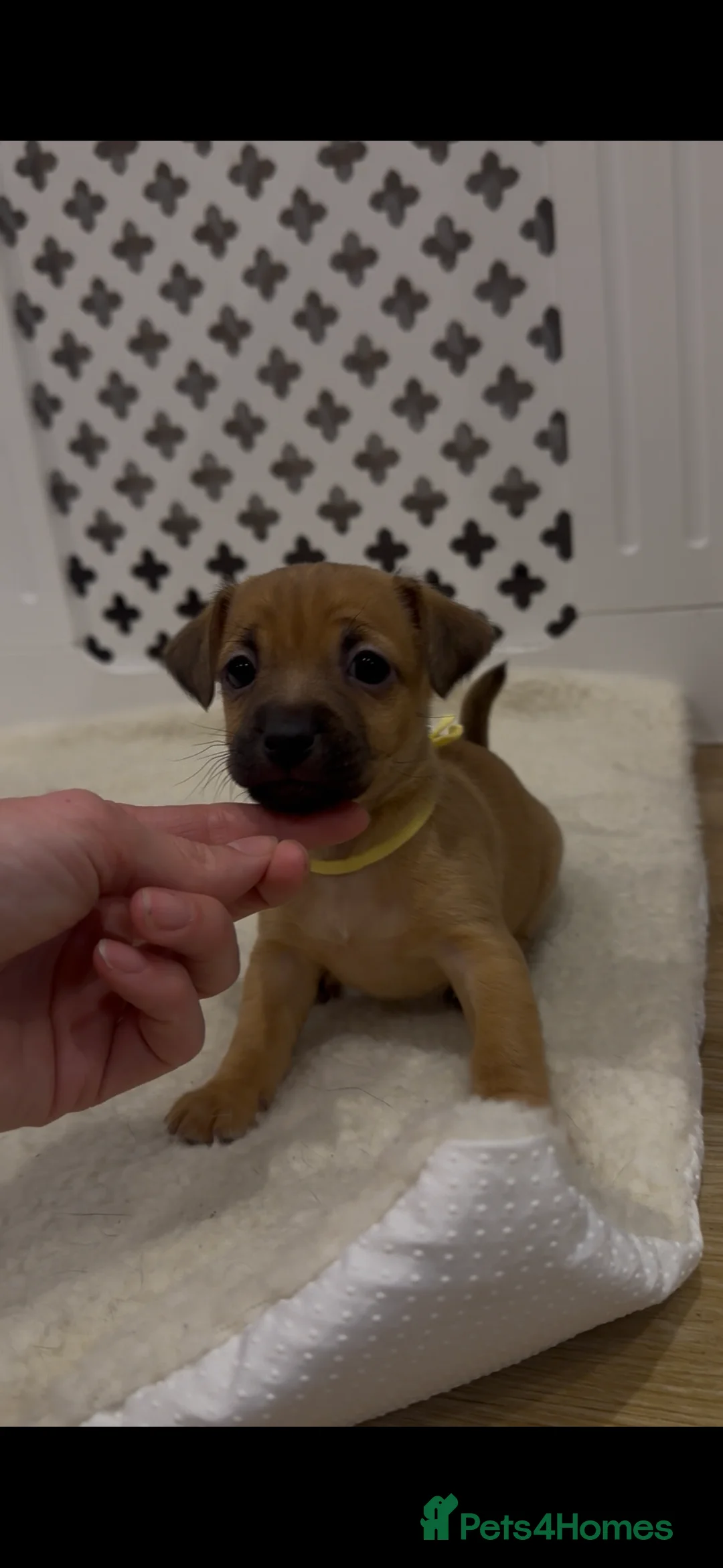 Jack Russell dogs for sale: Miniature Jack Russell Puppies 🐾 - Advert 18