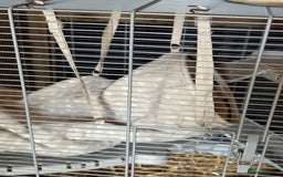 Ferret rodents for sale: 1 boy 1 girl ferrets  - Image 5