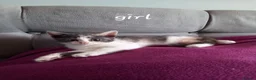 Mixed Breed cats for sale: Gorgeous kittens for sale  - Advert 19