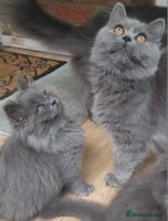 British Longhair cats - Advert 6