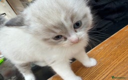 Ragdoll cats for sale: Ragdoll kittens - Image 15