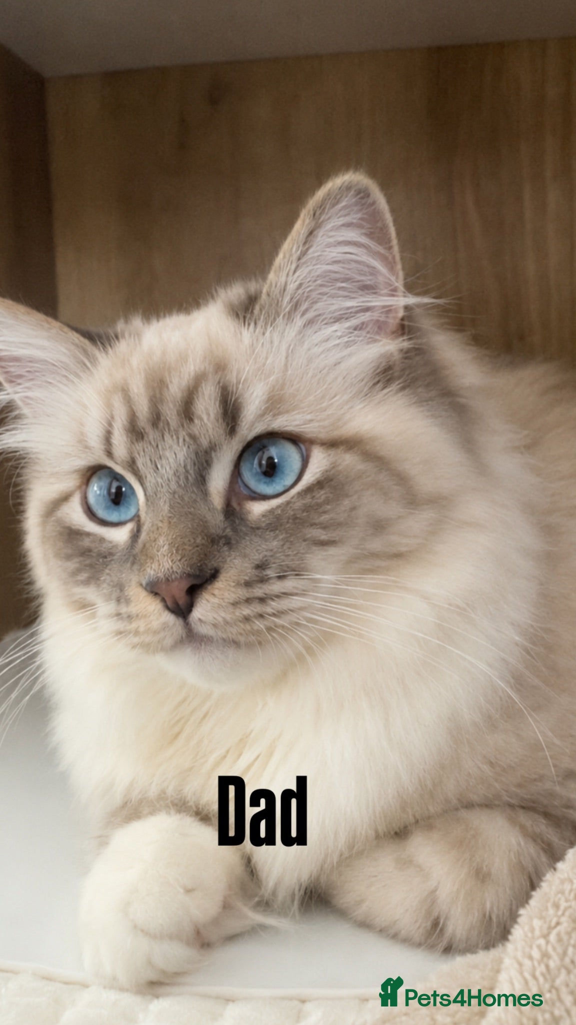 Ragdoll cats Luxury ragdoll kittens - Quality Breed  - Advert 2