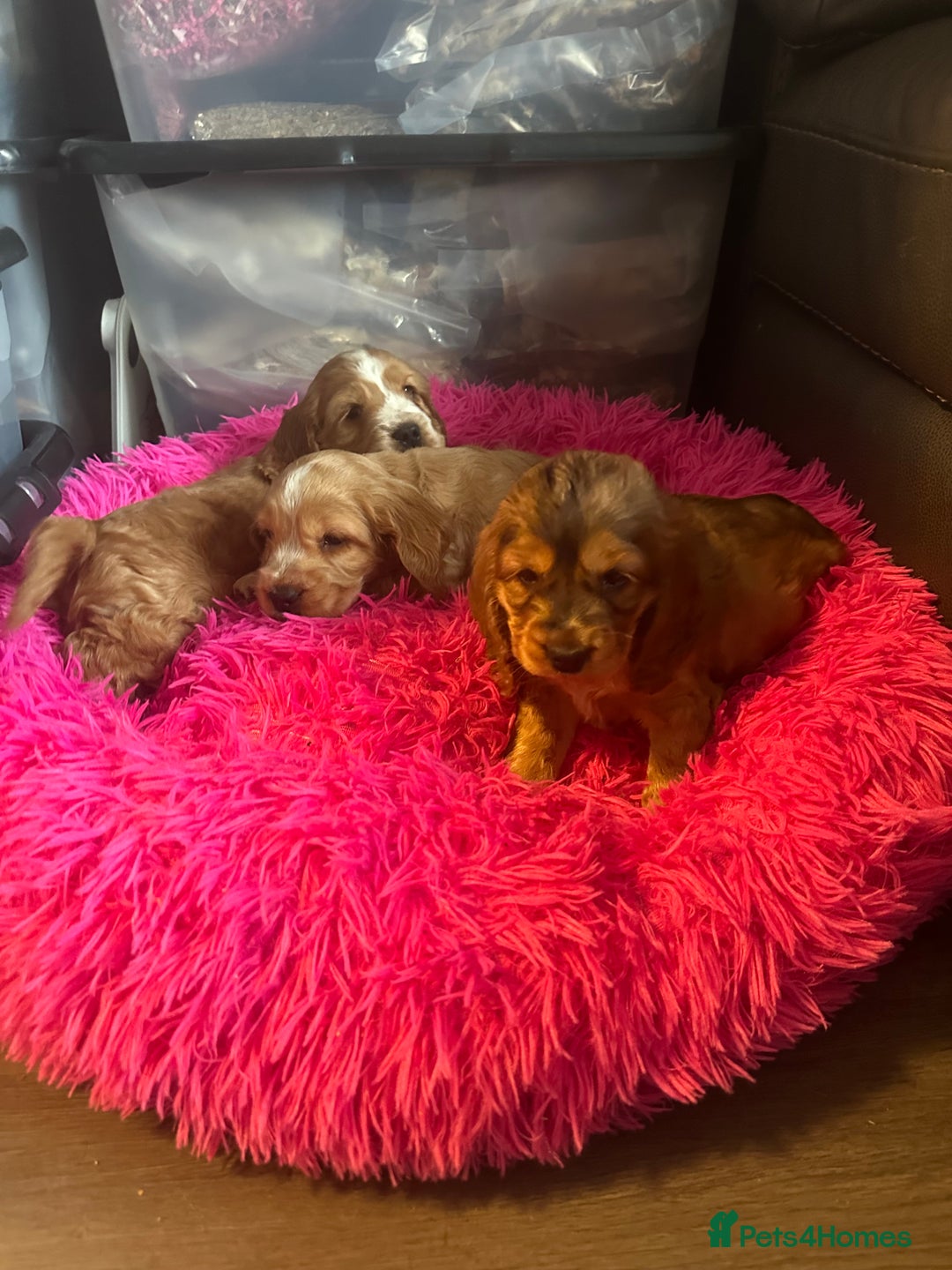 Cocker Spaniel dogs for sale: Scrumptious show Cockers - Advert 2