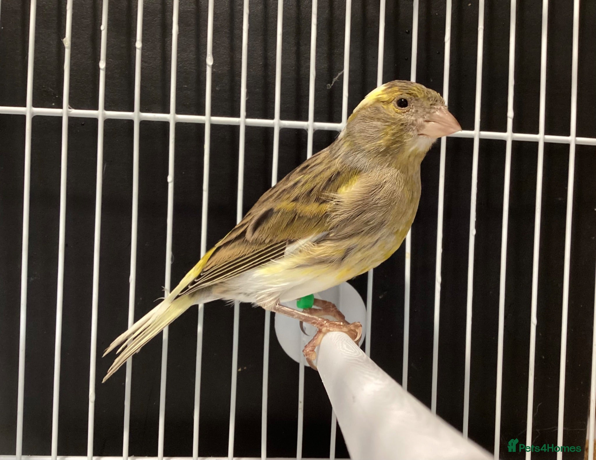 Canaries birds Domestic/Mosaic canaries available  - Advert 1