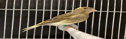 Canaries birds for sale: Domestic/Mosaic canaries available  - Advert 1