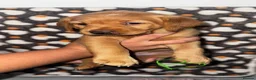 Labrador Retriever dogs for sale: Homebreed Red Fox Labrador Puppies  - Advert 14