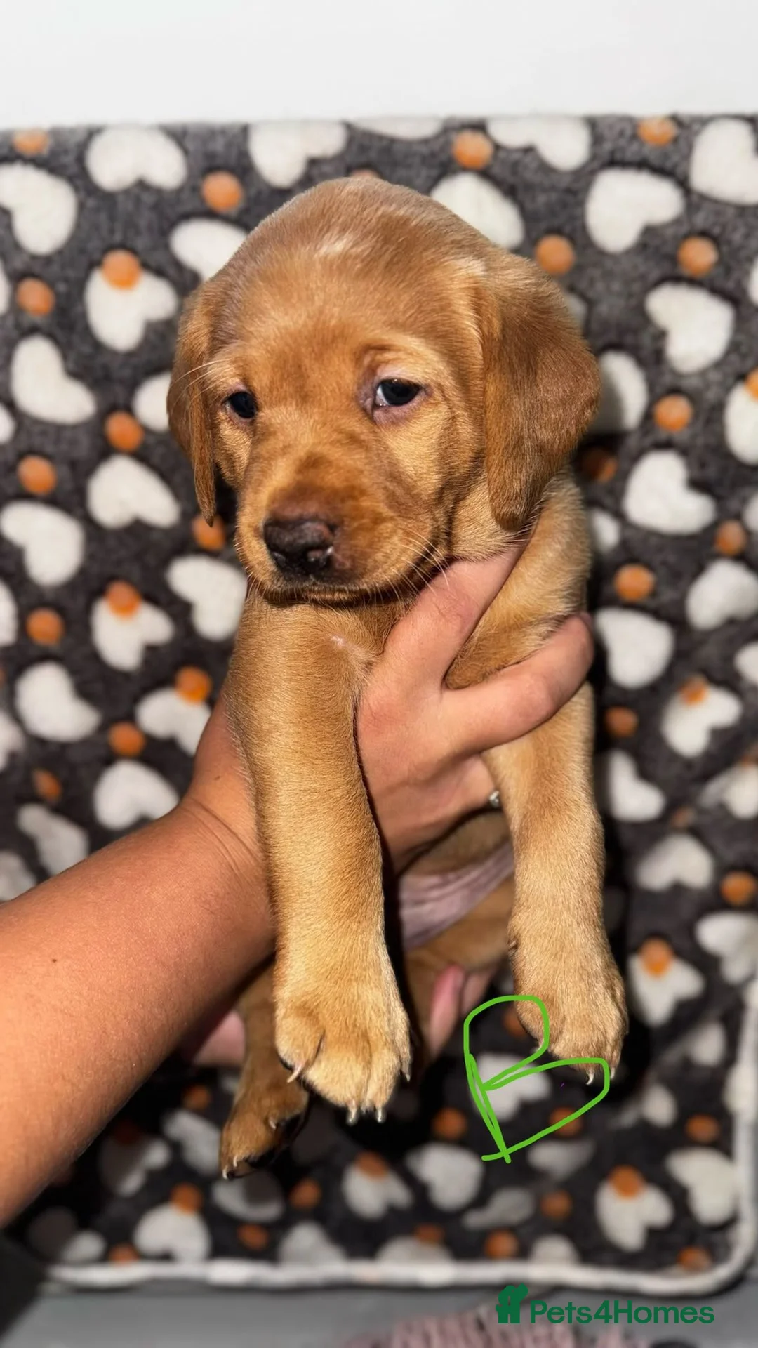 Labrador Retriever dogs for sale: Homebreed Red Fox Labrador Puppies  - Advert 14