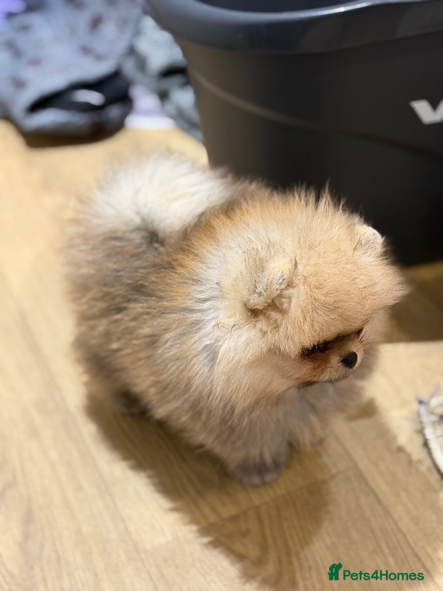 Pomeranian dogs for sale: Micro size teddy  face  - Advert 2