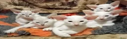 Siamese cats for sale: Red Point Siamese kitten for sale. in Widnes - Advert 4