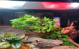 Gecko reptiles for sale: Female leopard gecko and enclosure  - Image 5