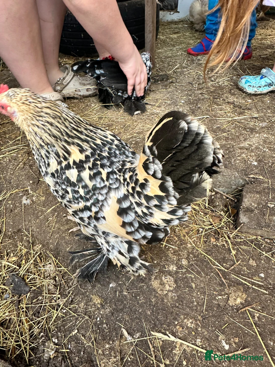 Chickens poultry for sale: Chickens and chicks read description - Advert 2