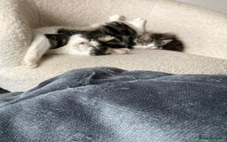 Mixed Breed cats for sale: 2 x 11 week old Female Kittens must go together!  - Image 20