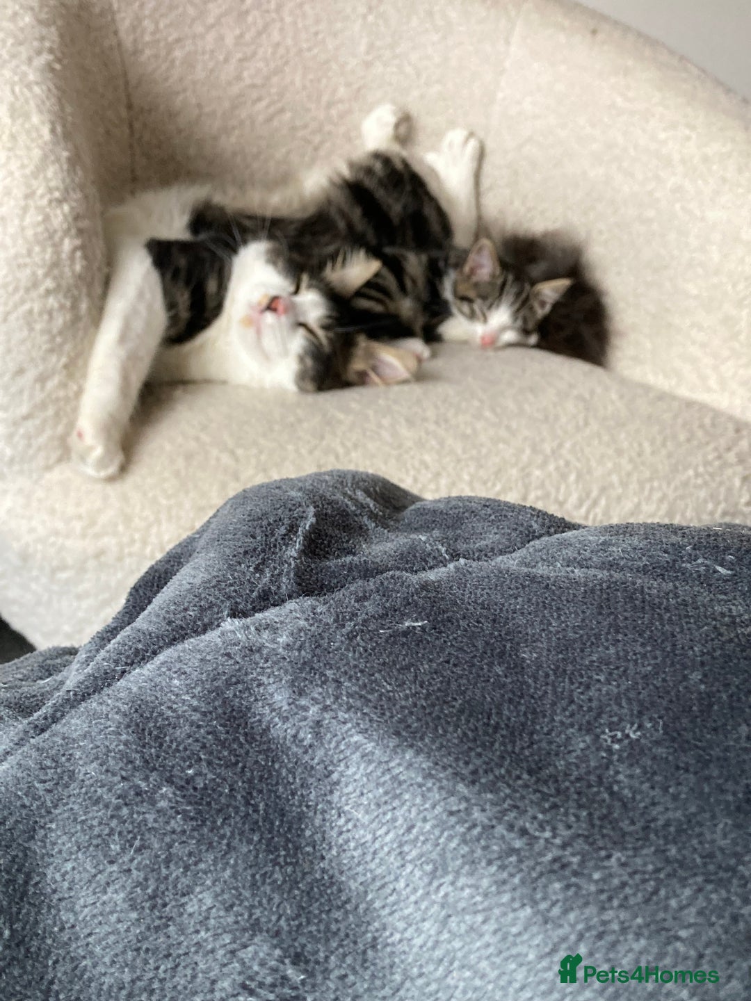 Mixed Breed cats for sale: 2 x 11 week old Female Kittens must go together!  - Image 20