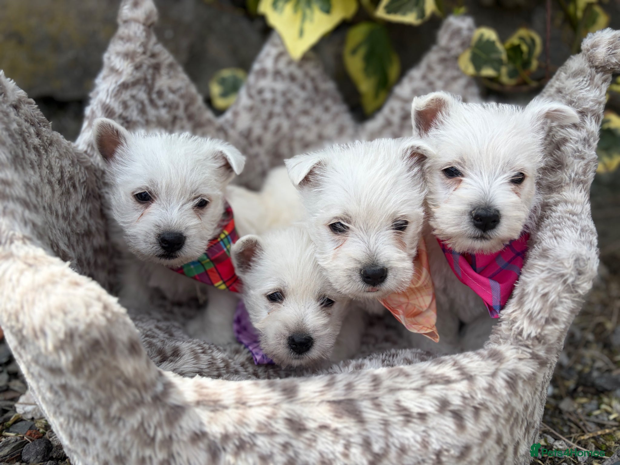 West Highland Terrier dogs Gorgeous Westie female puppies - Advert 1