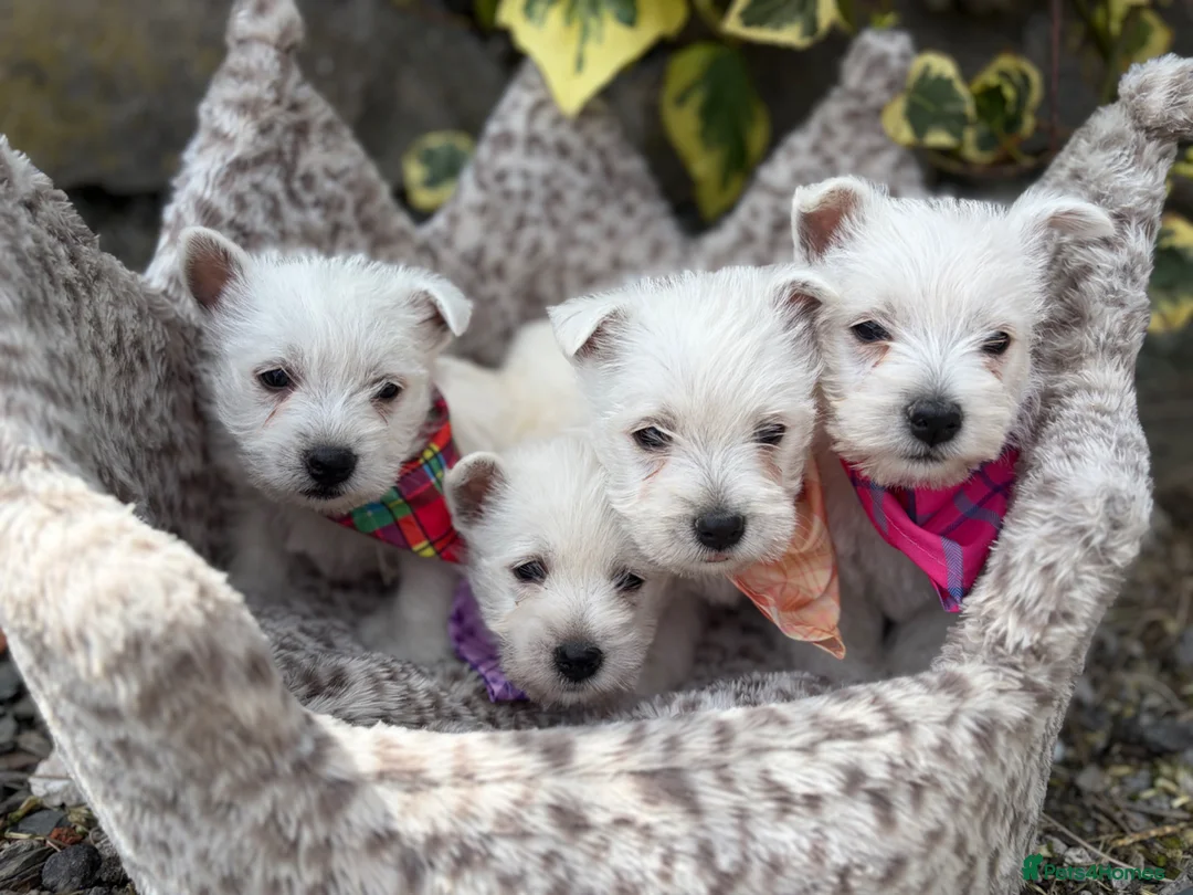 West Highland Terrier dogs for sale: Gorgeous Westie female puppies - Advert 1