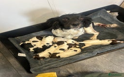 English Springer Spaniel dogs for sale: KC registered Springer spaniels puppies  - Image 4