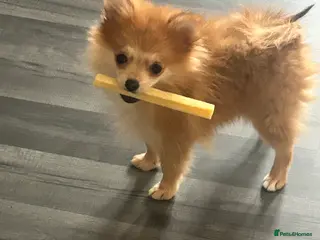 Pomeranian dogs Pomeranian female - Advert 1