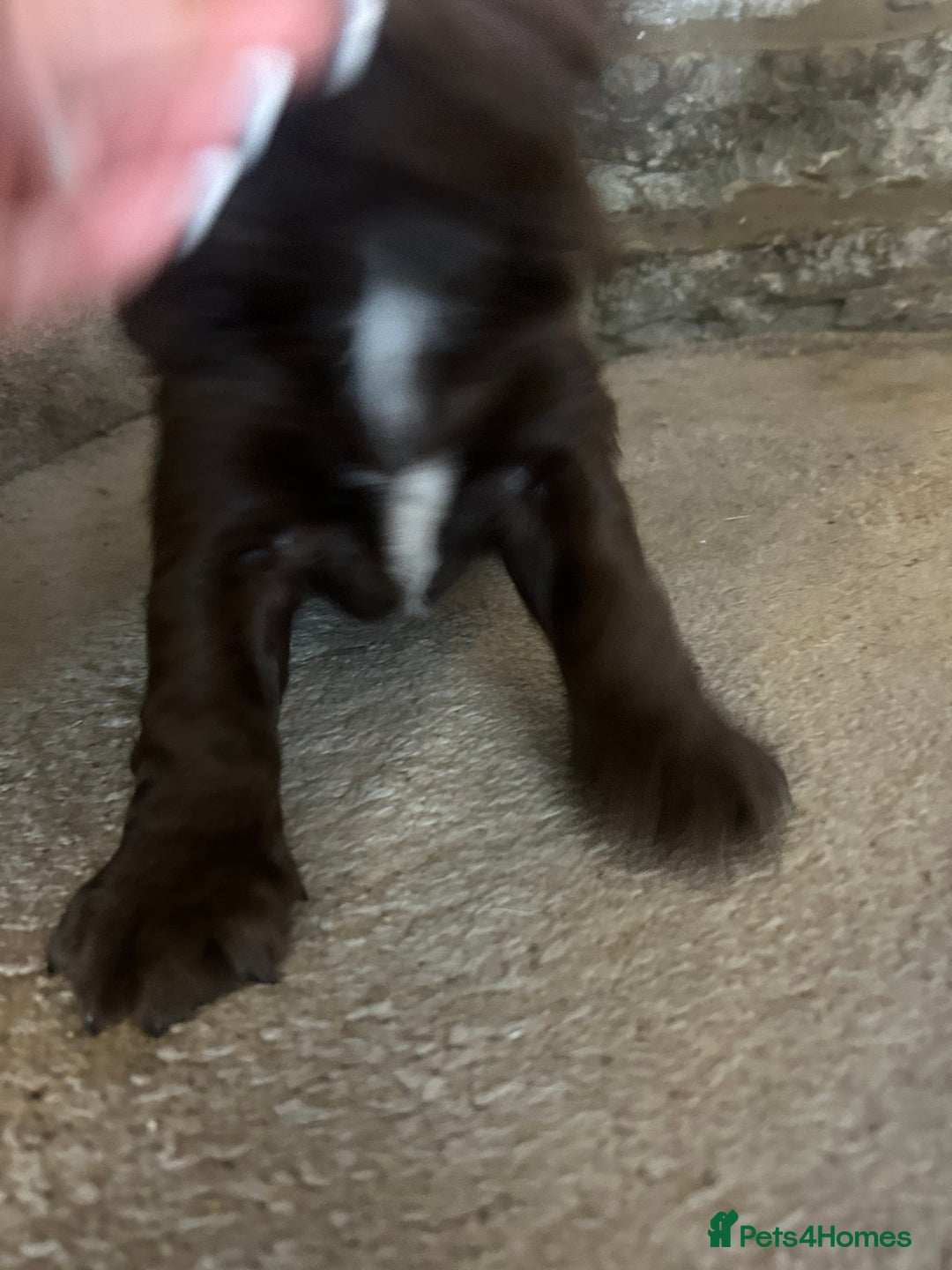 Sprocker dogs for sale: 1 chocolate boy sproker 10 weeks  - Image 25