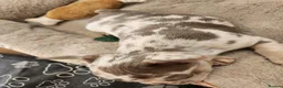 French Bulldog dogs for sale: New Shade Isabella Merle and Tan! - Advert 17