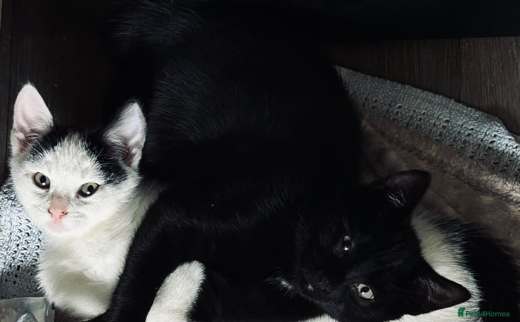 Mixed Breed cats Beautiful kittens  - Advert 3