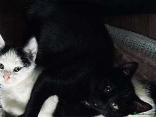 Mixed Breed cats Beautiful kittens - Advert 16