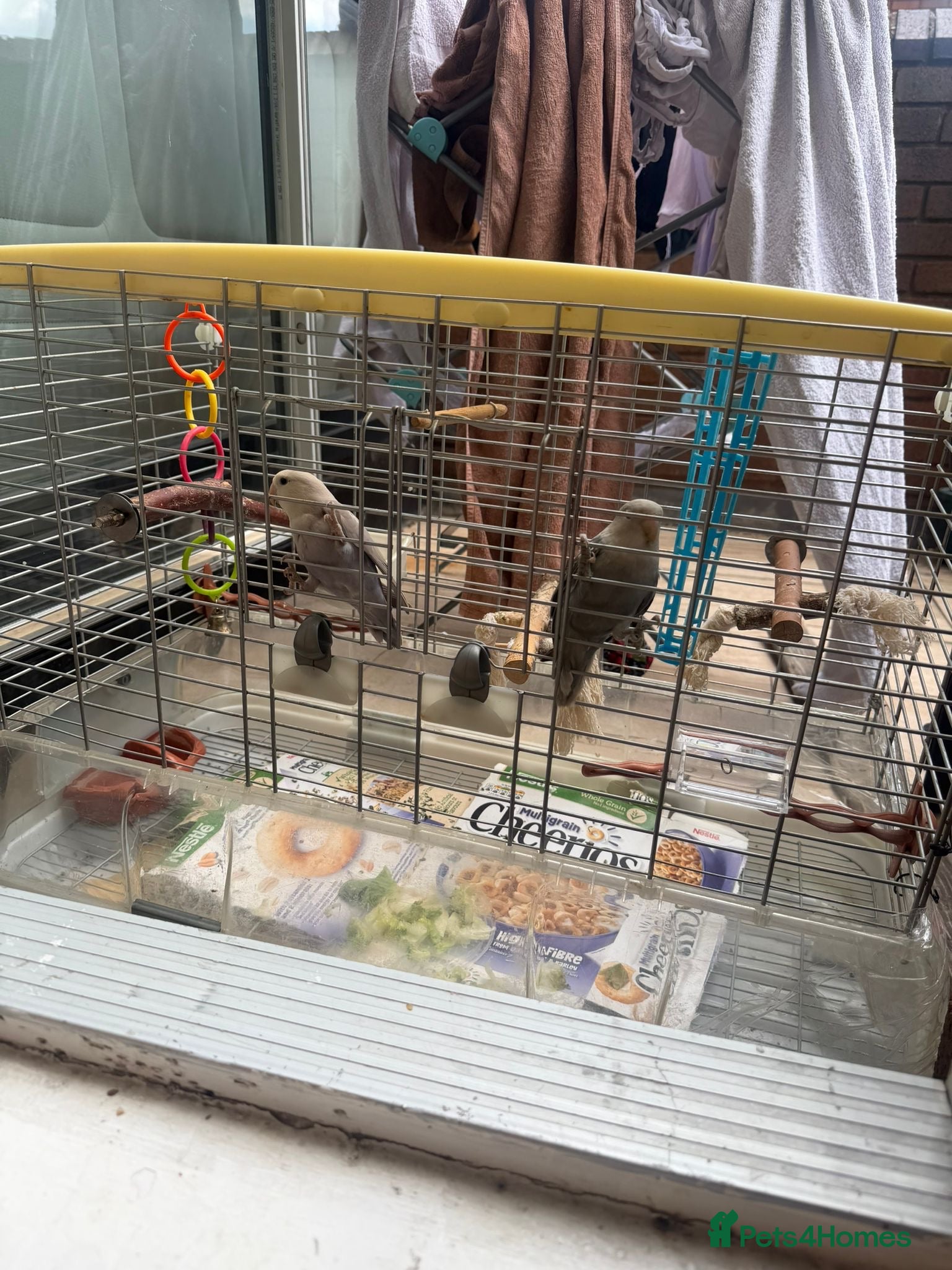 Lovebirds birds Bonded Peach‑faced Lovebirds – with cage and other - Advert 8