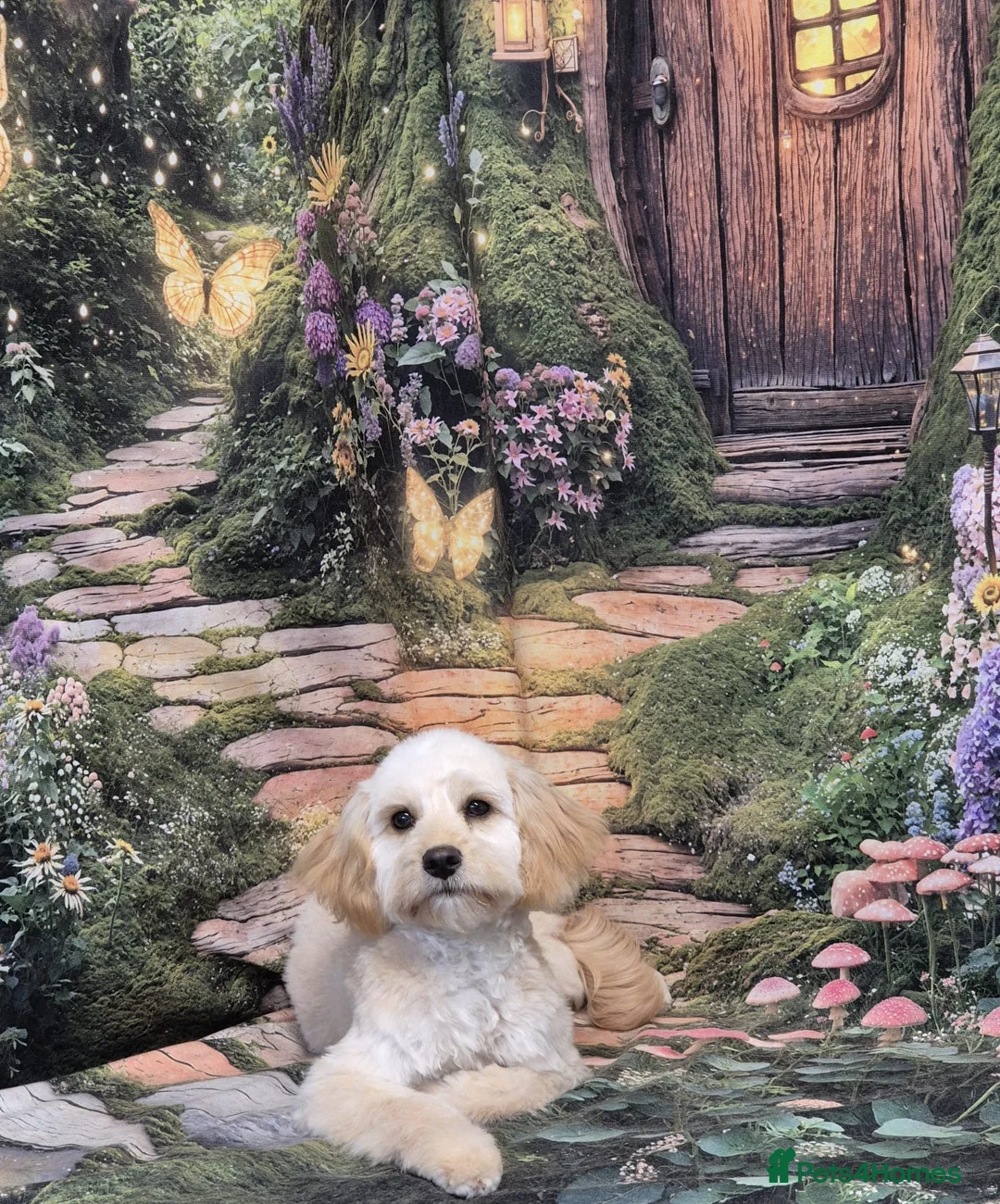 Cavapoo dogs for sale: Female Cavapoo Puppy in Enniskillen - Advert 2