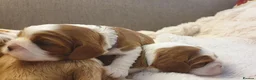 Cavalier King Charles Spaniel dogs for sale: K.C. reg. Cavalier King Charles Spanel - Advert 5