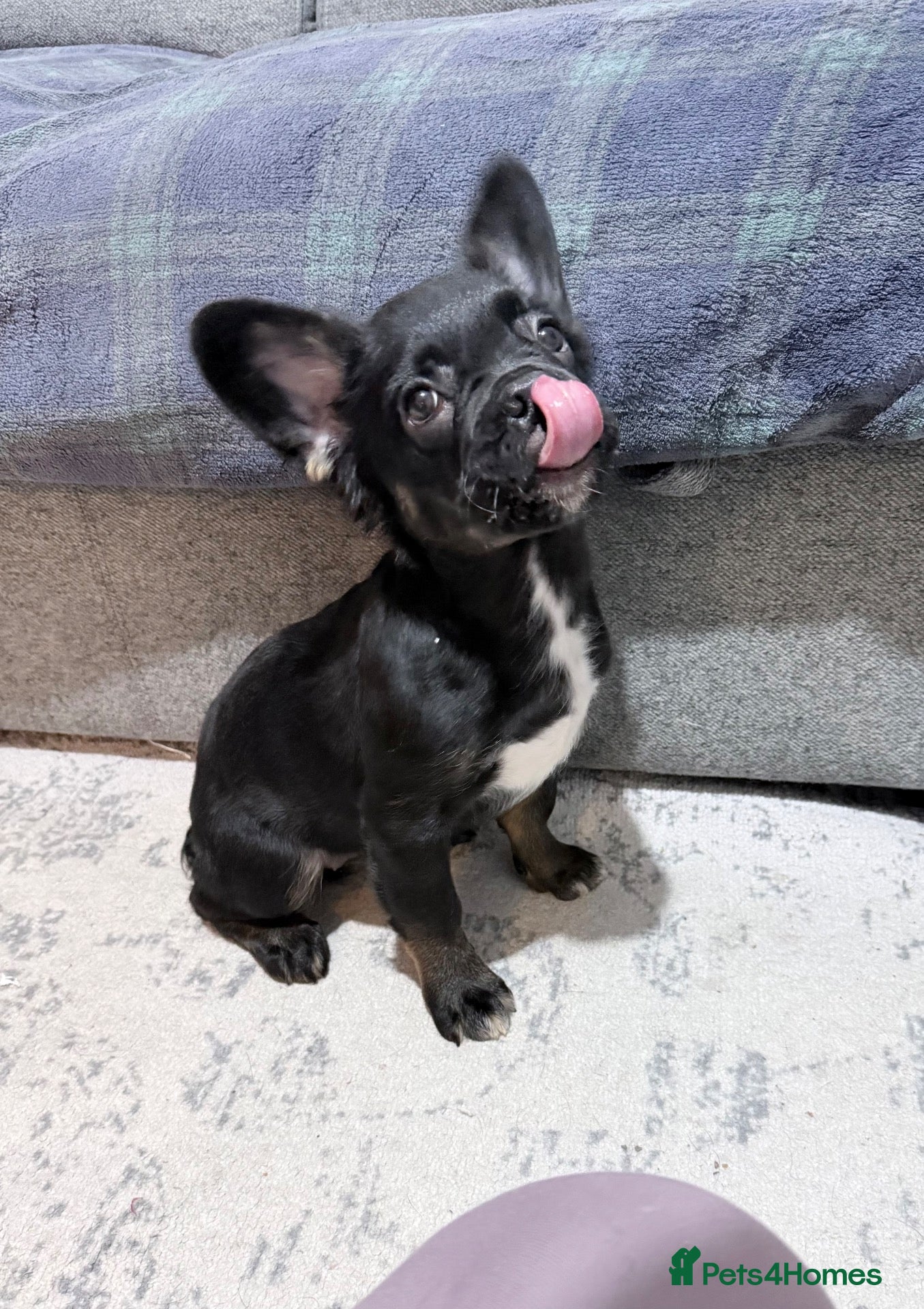 French Bulldog dogs 1visual fluffy Girl left ready to steal your heart - Advert 1