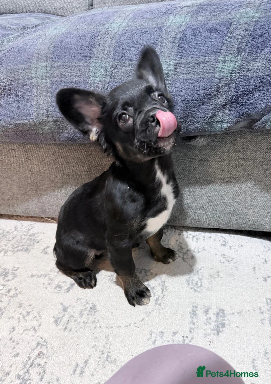 French Bulldog dogs for sale: Massive Reduced‼️£800 Need new home now‼️ - Advert 1