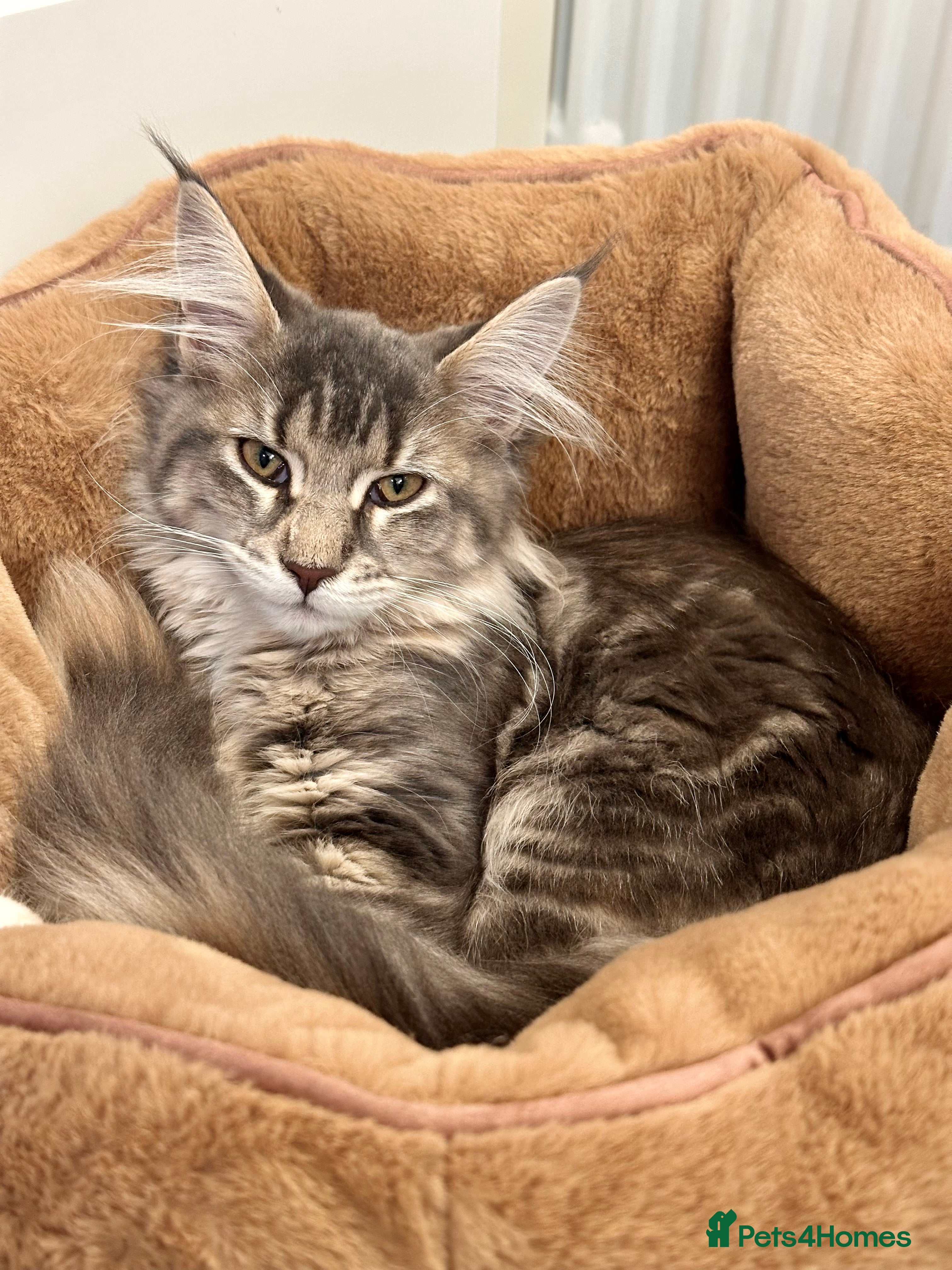 Maine Coon cats Beautiful Female Maine Coon Kitten - Advert 8