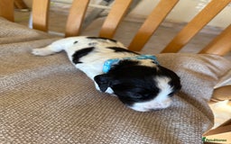 Cocker Spaniel dogs for sale: Working Cocker Spaniel Puppies  - Image 17