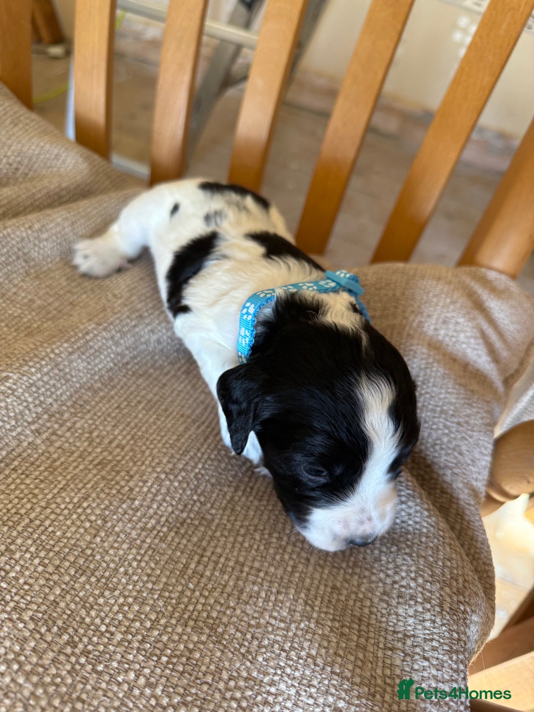 Cocker Spaniel dogs for sale: Working Cocker Spaniel Puppies  - Image 17