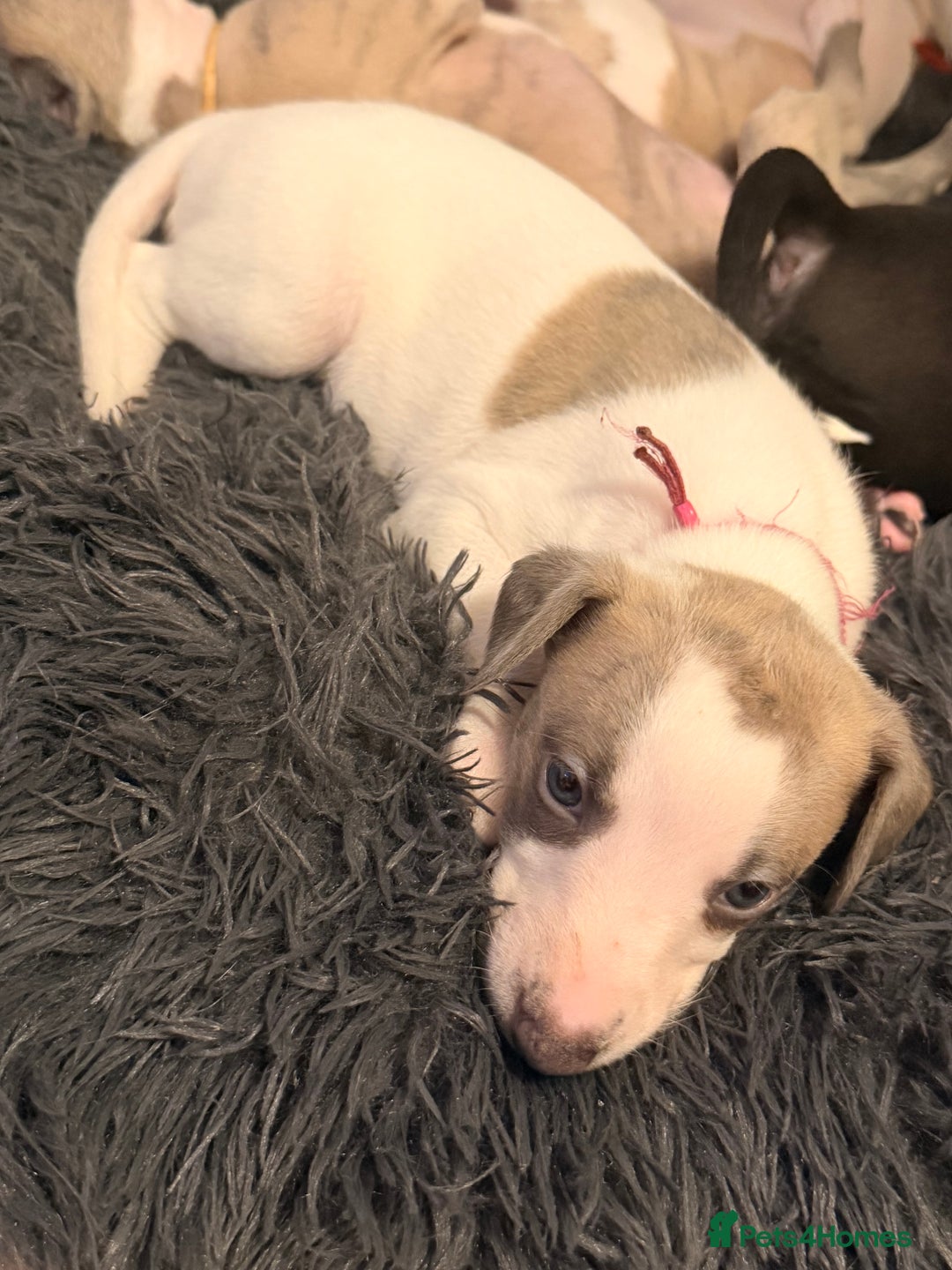 Whippet dogs for sale: KC Whippet puppies only 2 boys left  - Advert 24