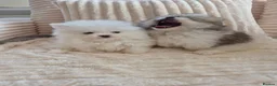 Pomeranian dogs for sale: Kc registered pomerainians  - Advert 10