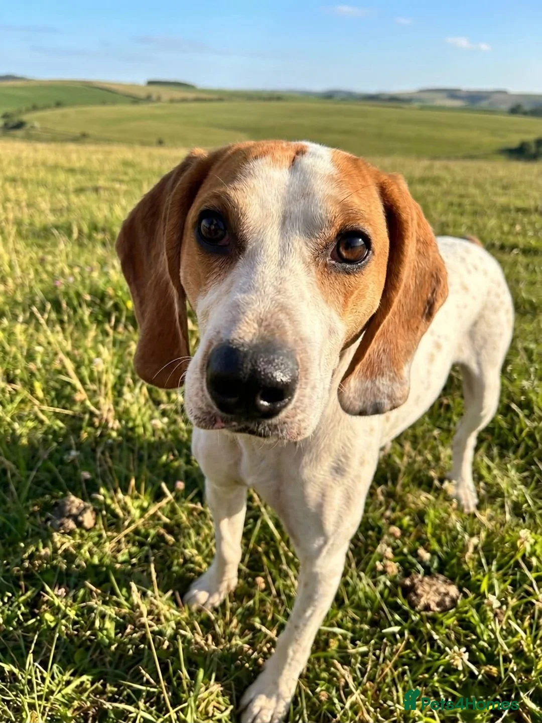 Mixed Breed dogs for adoption: Lucky loving active fun 1 yr old Pointer  - Advert 1