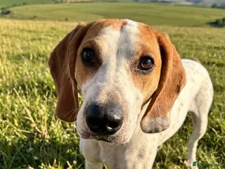 Mixed Breed dogs Lucky loving active fun 1 yr old Pointer - Advert 5